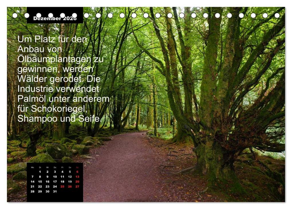 Weitere Ansicht: Schlaumeier-Kalender - Thema: Wald (Tischkalender 2026 DIN A5 quer), CALVENDO Monatskalender | René Wersand, Calvendo