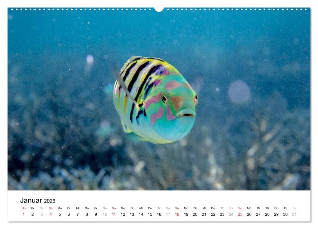 Weitere Ansicht: Unterwasserwelt der Malediven I (Wandkalender 2026 DIN A2 quer), CALVENDO Monatskalender | CLAVE RODRIGUEZ Photography, Calvendo