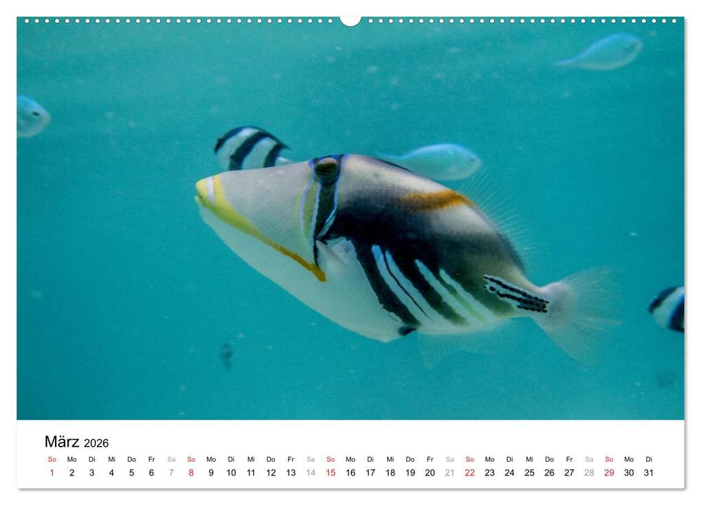 Weitere Ansicht: Unterwasserwelt der Malediven I (Wandkalender 2026 DIN A2 quer), CALVENDO Monatskalender | CLAVE RODRIGUEZ Photography, Calvendo
