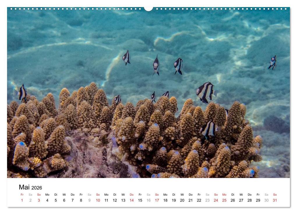 Weitere Ansicht: Unterwasserwelt der Malediven I (Wandkalender 2026 DIN A2 quer), CALVENDO Monatskalender | CLAVE RODRIGUEZ Photography, Calvendo