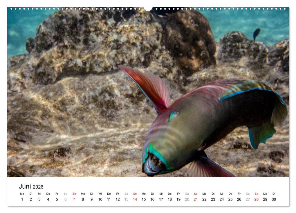 Weitere Ansicht: Unterwasserwelt der Malediven I (Wandkalender 2026 DIN A2 quer), CALVENDO Monatskalender | CLAVE RODRIGUEZ Photography, Calvendo