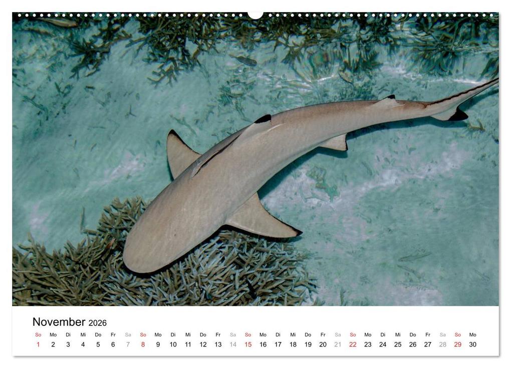 Weitere Ansicht: Unterwasserwelt der Malediven I (Wandkalender 2026 DIN A2 quer), CALVENDO Monatskalender | CLAVE RODRIGUEZ Photography, Calvendo