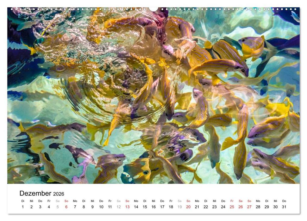 Weitere Ansicht: Unterwasserwelt der Malediven I (Wandkalender 2026 DIN A2 quer), CALVENDO Monatskalender | CLAVE RODRIGUEZ Photography, Calvendo