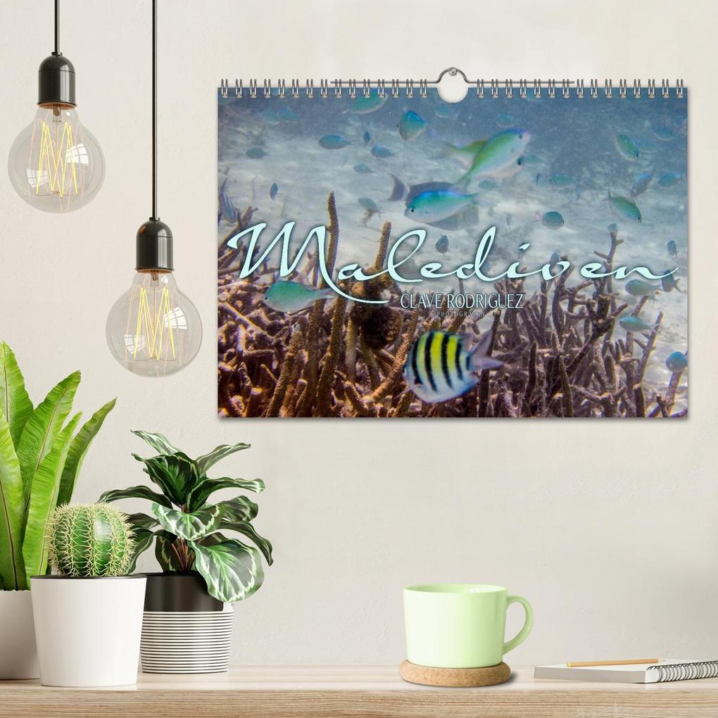 Weitere Ansicht: Unterwasserwelt der Malediven III (Wandkalender 2026 DIN A4 quer), CALVENDO Monatskalender | CLAVE RODRIGUEZ Photography, Calvendo