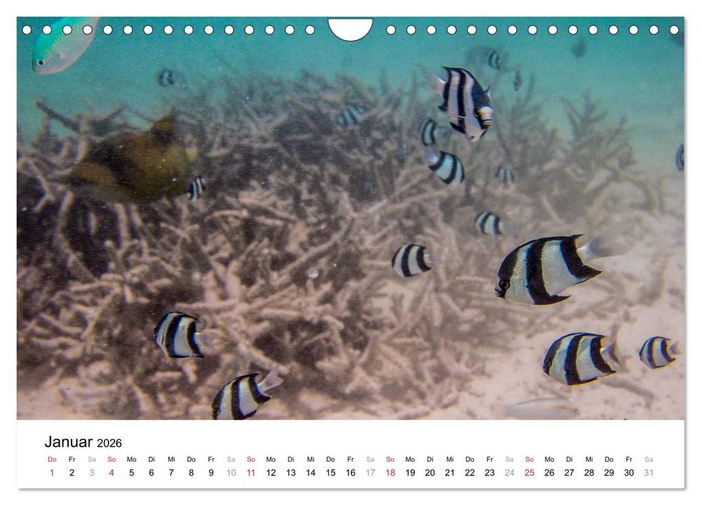 Weitere Ansicht: Unterwasserwelt der Malediven III (Wandkalender 2026 DIN A4 quer), CALVENDO Monatskalender | CLAVE RODRIGUEZ Photography, Calvendo