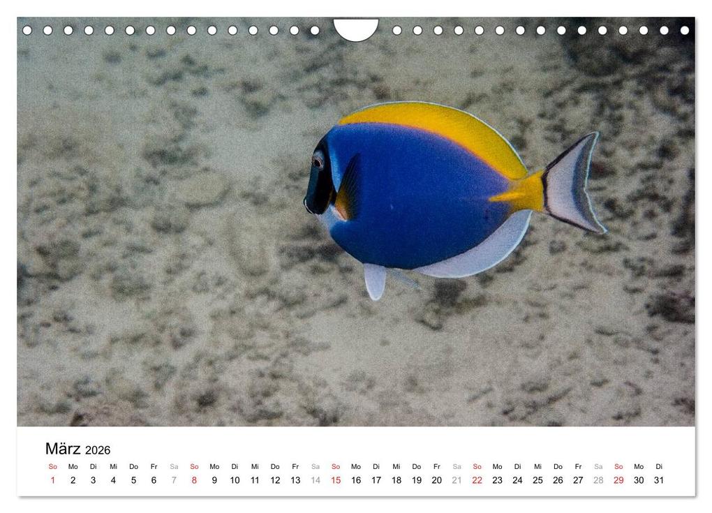 Weitere Ansicht: Unterwasserwelt der Malediven III (Wandkalender 2026 DIN A4 quer), CALVENDO Monatskalender | CLAVE RODRIGUEZ Photography, Calvendo