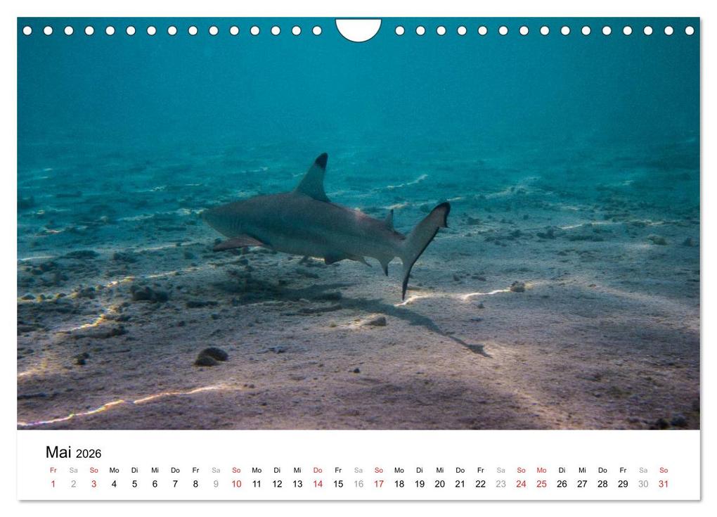 Weitere Ansicht: Unterwasserwelt der Malediven III (Wandkalender 2026 DIN A4 quer), CALVENDO Monatskalender | CLAVE RODRIGUEZ Photography, Calvendo