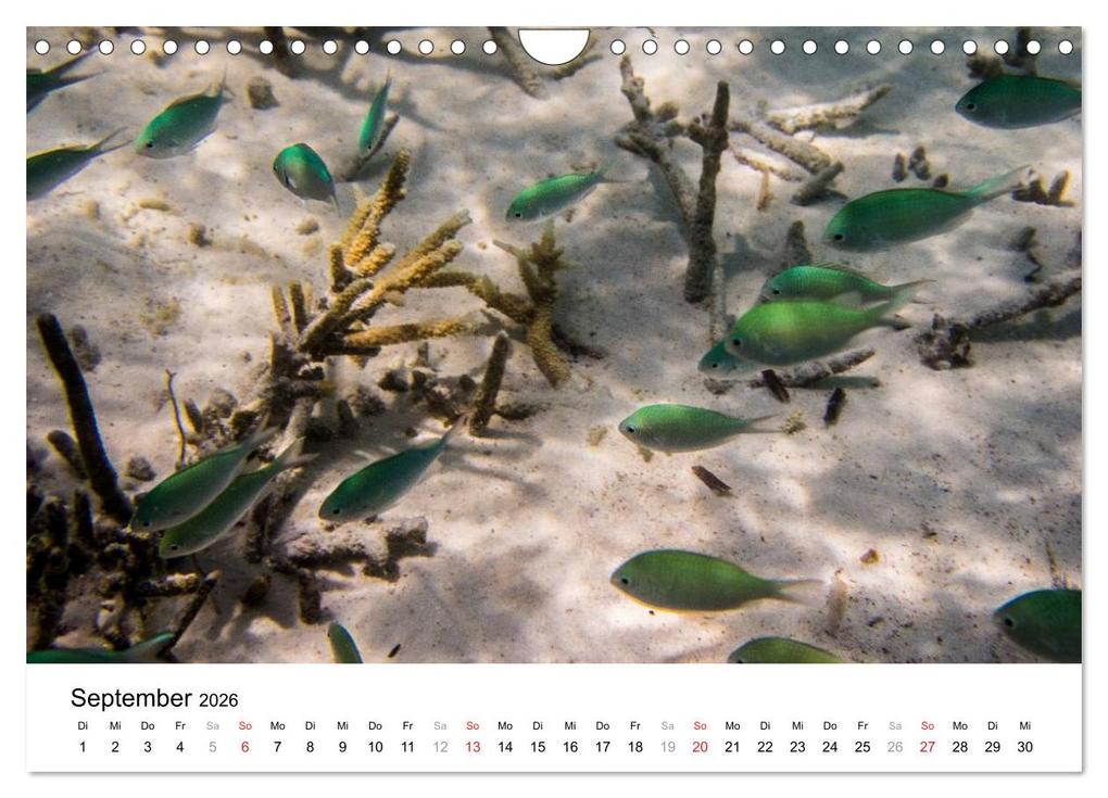 Weitere Ansicht: Unterwasserwelt der Malediven III (Wandkalender 2026 DIN A4 quer), CALVENDO Monatskalender | CLAVE RODRIGUEZ Photography, Calvendo