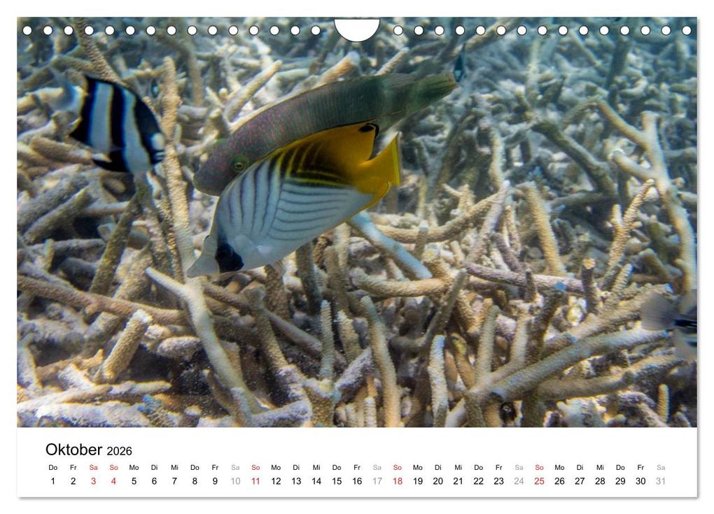 Weitere Ansicht: Unterwasserwelt der Malediven III (Wandkalender 2026 DIN A4 quer), CALVENDO Monatskalender | CLAVE RODRIGUEZ Photography, Calvendo
