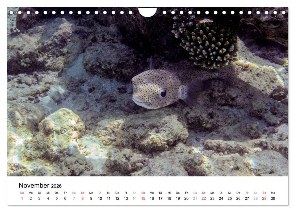 Weitere Ansicht: Unterwasserwelt der Malediven III (Wandkalender 2026 DIN A4 quer), CALVENDO Monatskalender | CLAVE RODRIGUEZ Photography, Calvendo