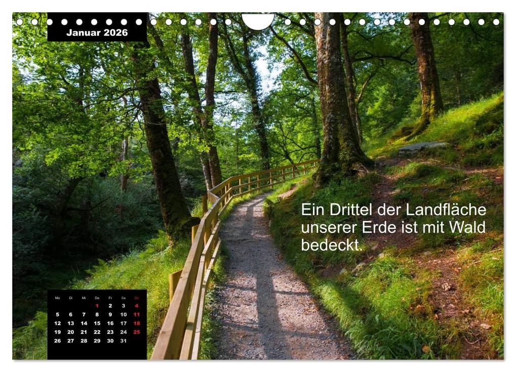 Weitere Ansicht: Schlaumeier-Kalender - Thema: Wald (Wandkalender 2026 DIN A4 quer), CALVENDO Monatskalender | René Wersand, Calvendo
