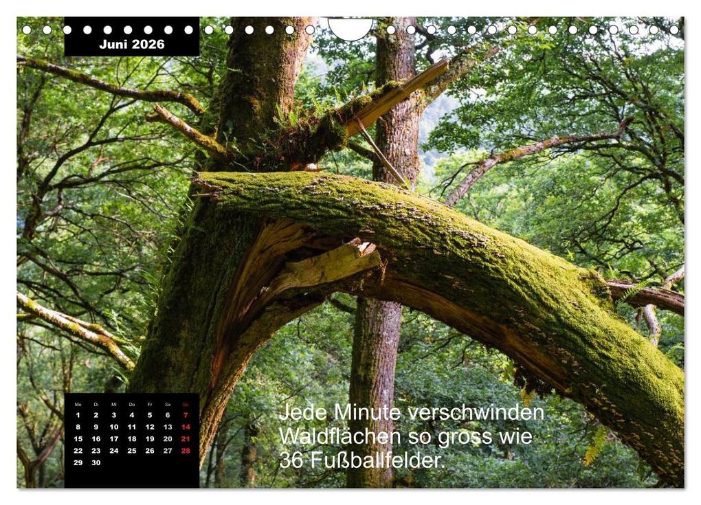 Weitere Ansicht: Schlaumeier-Kalender - Thema: Wald (Wandkalender 2026 DIN A4 quer), CALVENDO Monatskalender | René Wersand, Calvendo