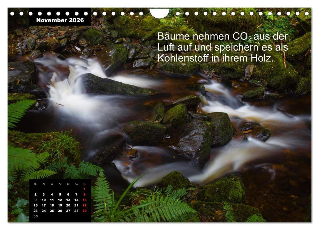 Weitere Ansicht: Schlaumeier-Kalender - Thema: Wald (Wandkalender 2026 DIN A4 quer), CALVENDO Monatskalender | René Wersand, Calvendo