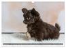 Weitere Ansicht: Chihuahua-Babys - Amy und Angel im Studio (Wandkalender 2026 DIN A3 quer), CALVENDO Monatskalender | Sonja Teßen, Calvendo