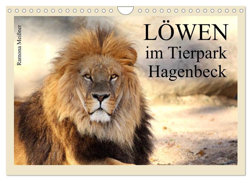 Produktbild: Löwen im Tierpark Hagenbeck (Wandkalender 2026 DIN A4 quer), CALVENDO Monatskalender | Calvendo, Ramona Meißner