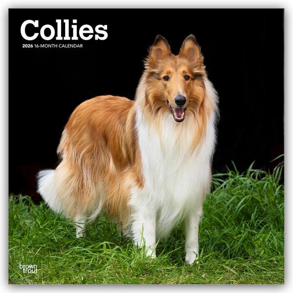 Produktbild: Collies - Langhaarcollie 2026 - 16-Monatskalender | Browntrout Publishers