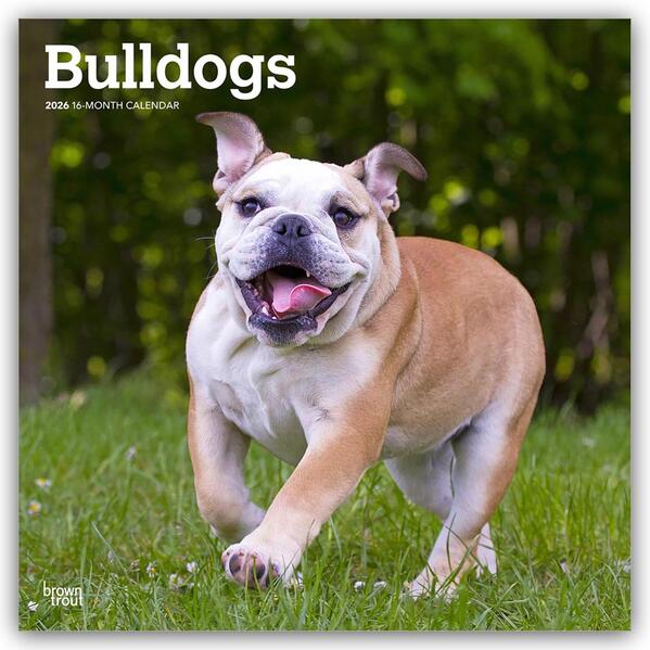 Produktbild: Bulldogs - Bulldogge 2026 - 16-Monatskalender | Browntrout Publishers