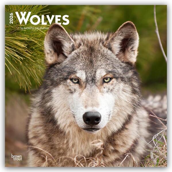 Produktbild: Wolves - Wölfe 2026 - 16-Monatskalender | Browntrout Publishers