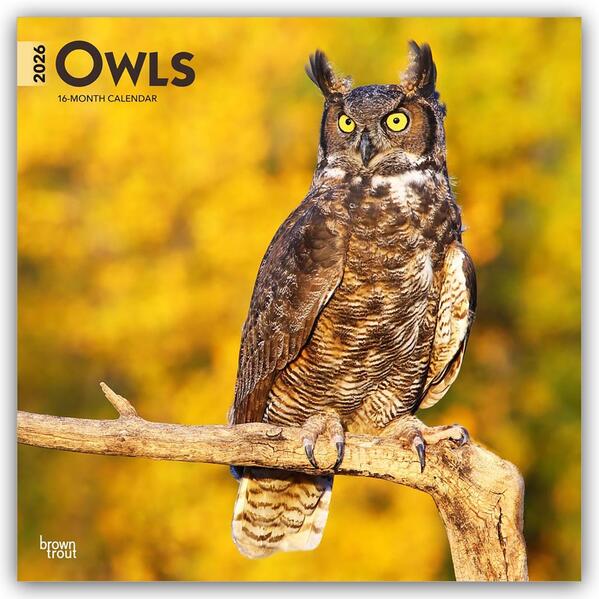 Produktbild: Owls - Eulen 2026 - 16-Monatskalender | Browntrout Publishers