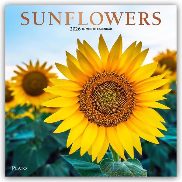 Produktbild: Sunflowers - Sonnenblumen 2026 - 16-Monatskalender | Browntrout Publishers