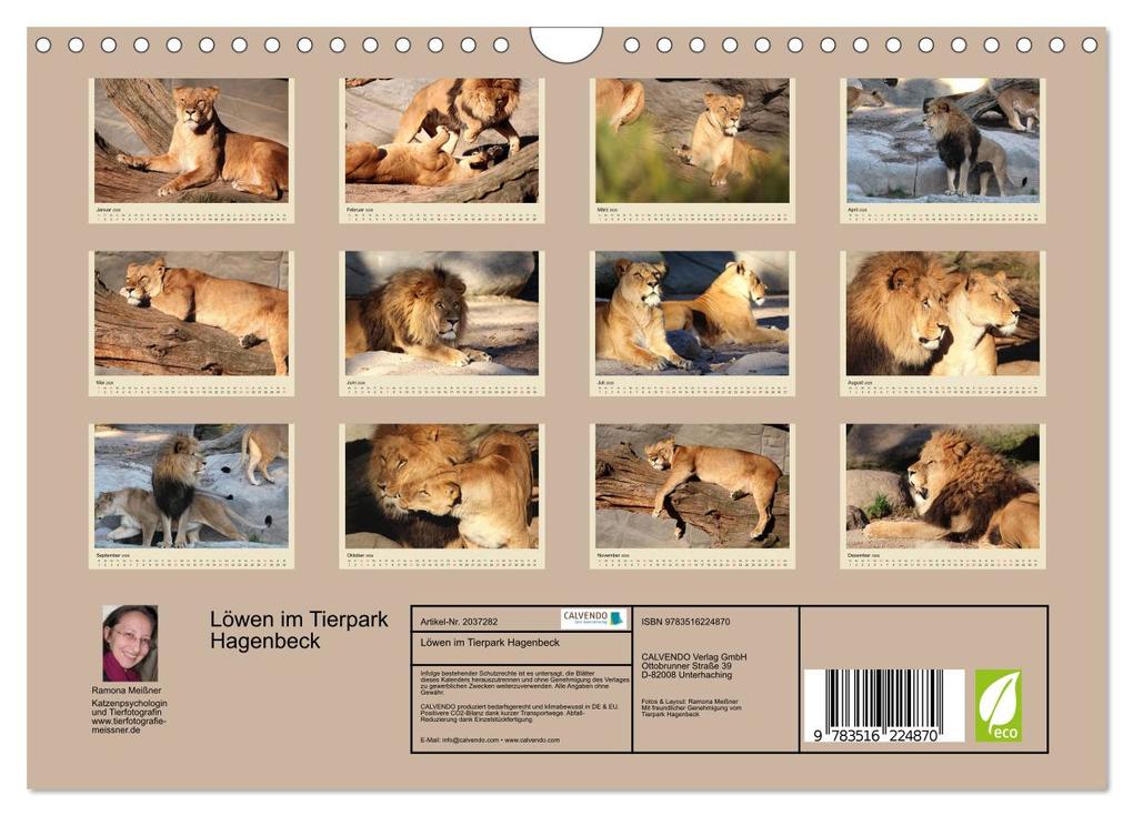 Weitere Ansicht: Löwen im Tierpark Hagenbeck (Wandkalender 2026 DIN A4 quer), CALVENDO Monatskalender | Calvendo, Ramona Meißner