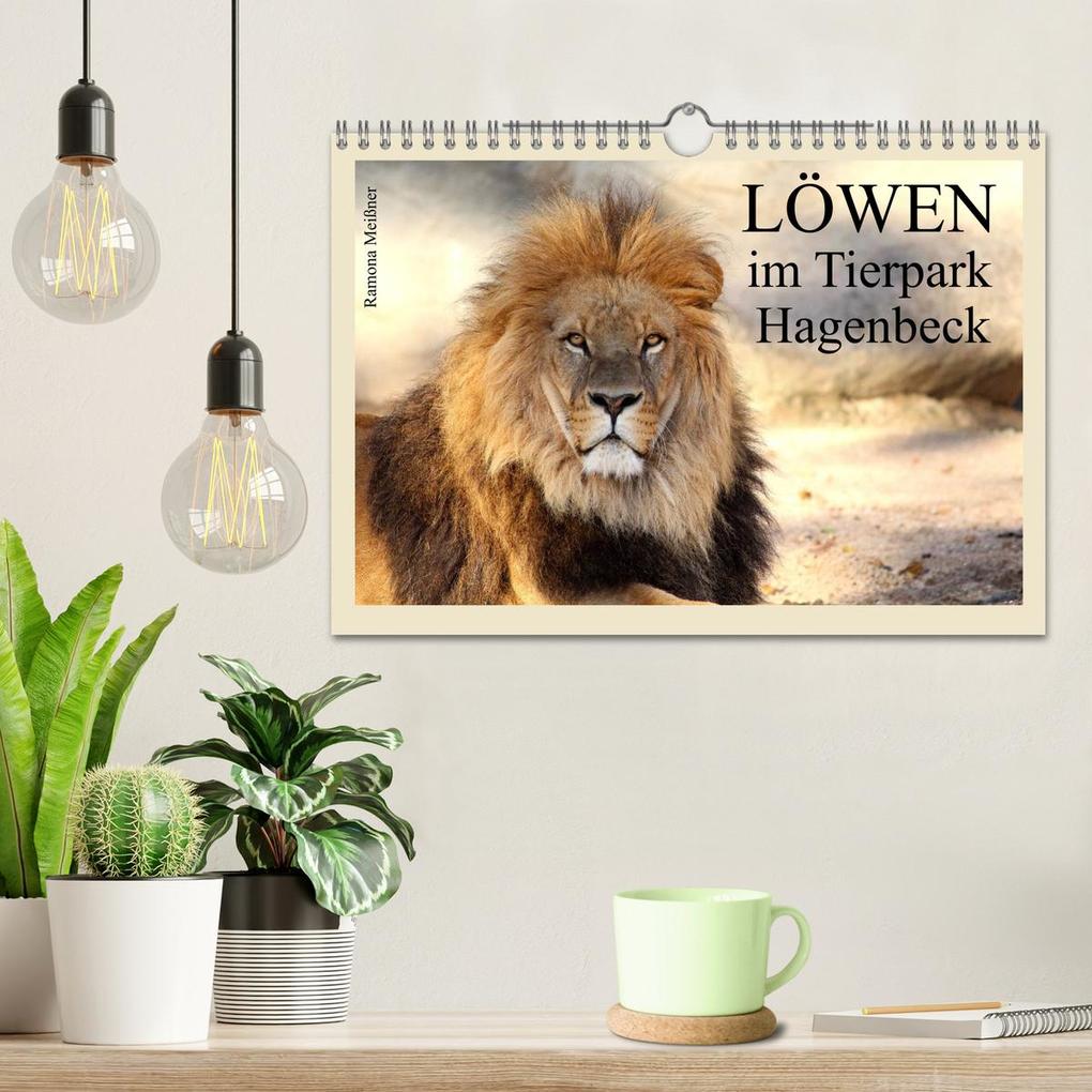 Weitere Ansicht: Löwen im Tierpark Hagenbeck (Wandkalender 2026 DIN A4 quer), CALVENDO Monatskalender | Calvendo, Ramona Meißner