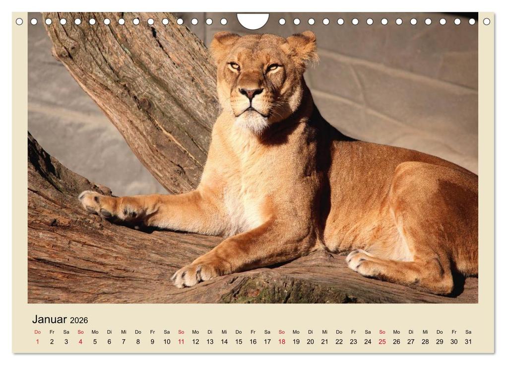 Weitere Ansicht: Löwen im Tierpark Hagenbeck (Wandkalender 2026 DIN A4 quer), CALVENDO Monatskalender | Calvendo, Ramona Meißner