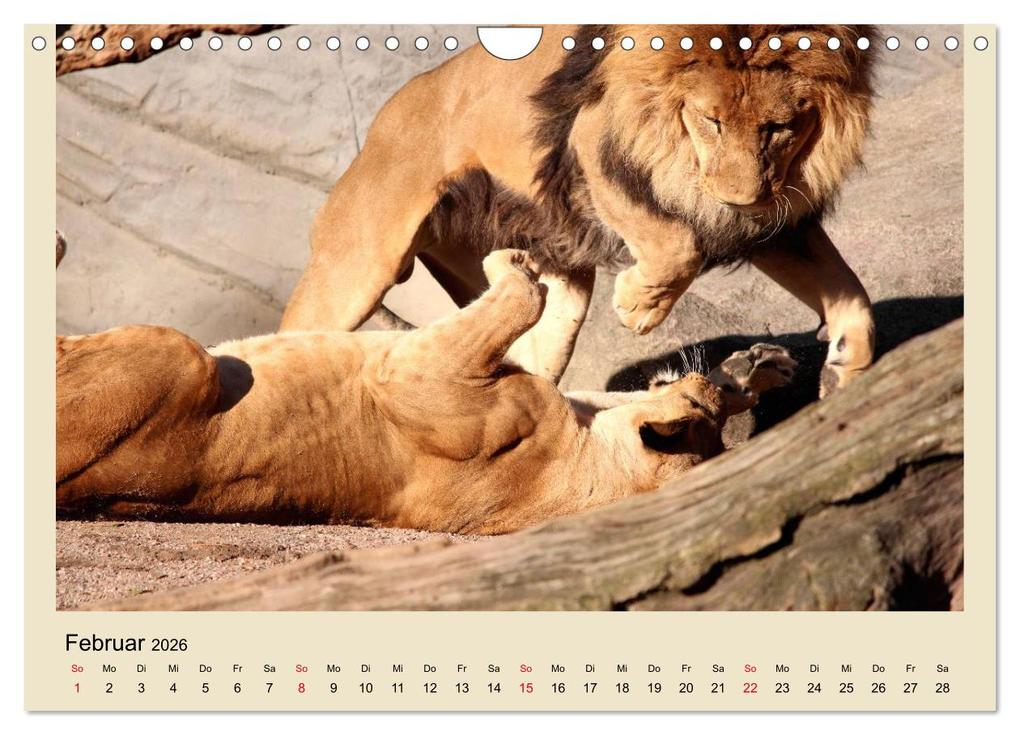 Weitere Ansicht: Löwen im Tierpark Hagenbeck (Wandkalender 2026 DIN A4 quer), CALVENDO Monatskalender | Calvendo, Ramona Meißner