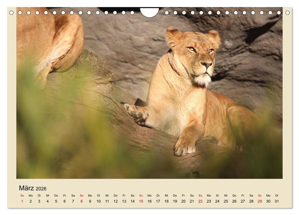 Weitere Ansicht: Löwen im Tierpark Hagenbeck (Wandkalender 2026 DIN A4 quer), CALVENDO Monatskalender | Calvendo, Ramona Meißner