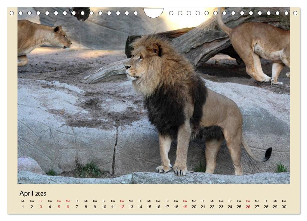 Weitere Ansicht: Löwen im Tierpark Hagenbeck (Wandkalender 2026 DIN A4 quer), CALVENDO Monatskalender | Calvendo, Ramona Meißner
