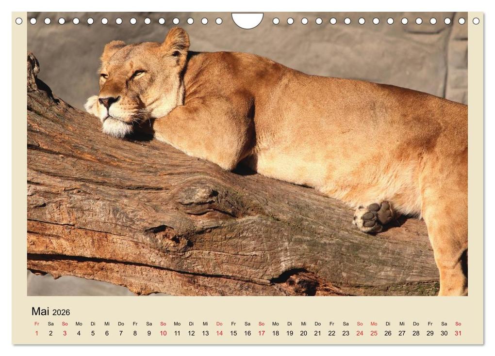 Weitere Ansicht: Löwen im Tierpark Hagenbeck (Wandkalender 2026 DIN A4 quer), CALVENDO Monatskalender | Calvendo, Ramona Meißner