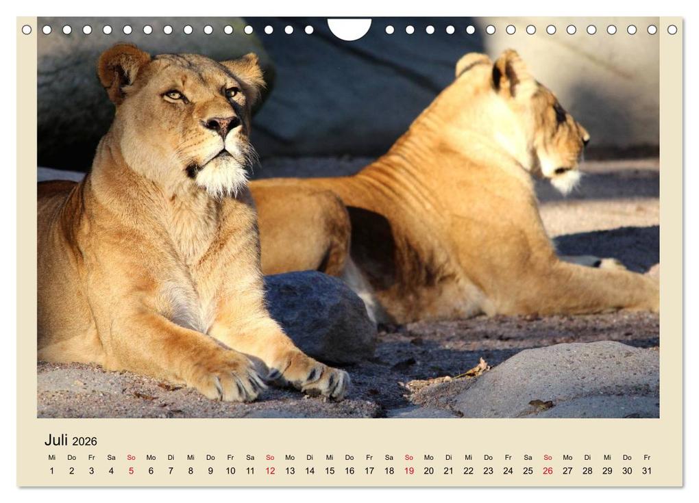 Weitere Ansicht: Löwen im Tierpark Hagenbeck (Wandkalender 2026 DIN A4 quer), CALVENDO Monatskalender | Calvendo, Ramona Meißner