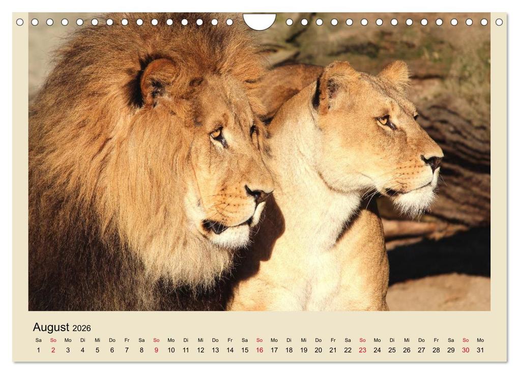 Weitere Ansicht: Löwen im Tierpark Hagenbeck (Wandkalender 2026 DIN A4 quer), CALVENDO Monatskalender | Calvendo, Ramona Meißner
