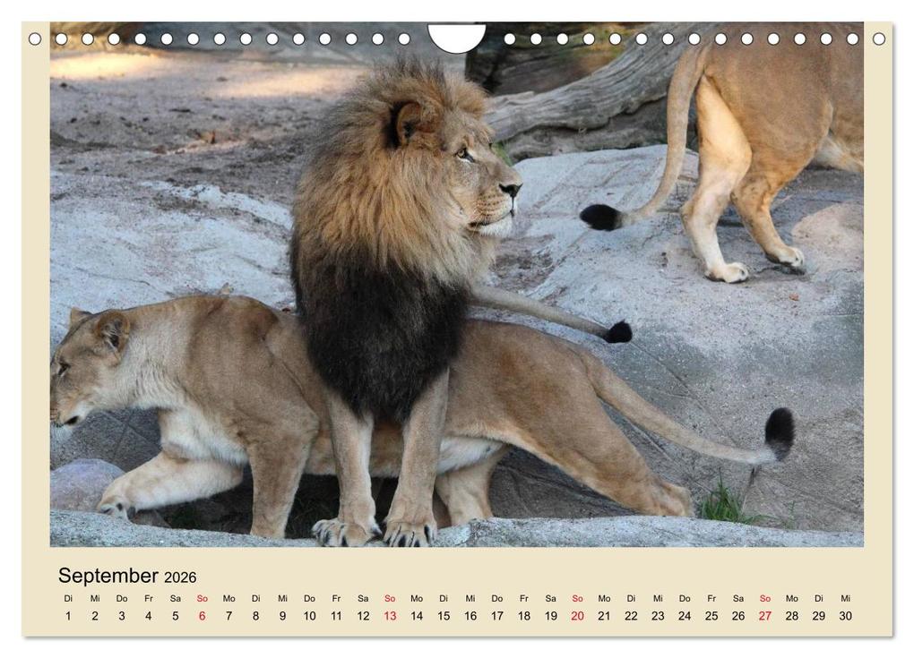 Weitere Ansicht: Löwen im Tierpark Hagenbeck (Wandkalender 2026 DIN A4 quer), CALVENDO Monatskalender | Calvendo, Ramona Meißner