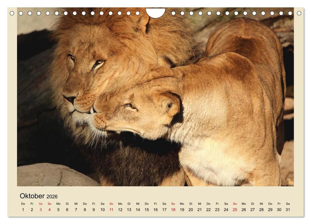 Weitere Ansicht: Löwen im Tierpark Hagenbeck (Wandkalender 2026 DIN A4 quer), CALVENDO Monatskalender | Calvendo, Ramona Meißner