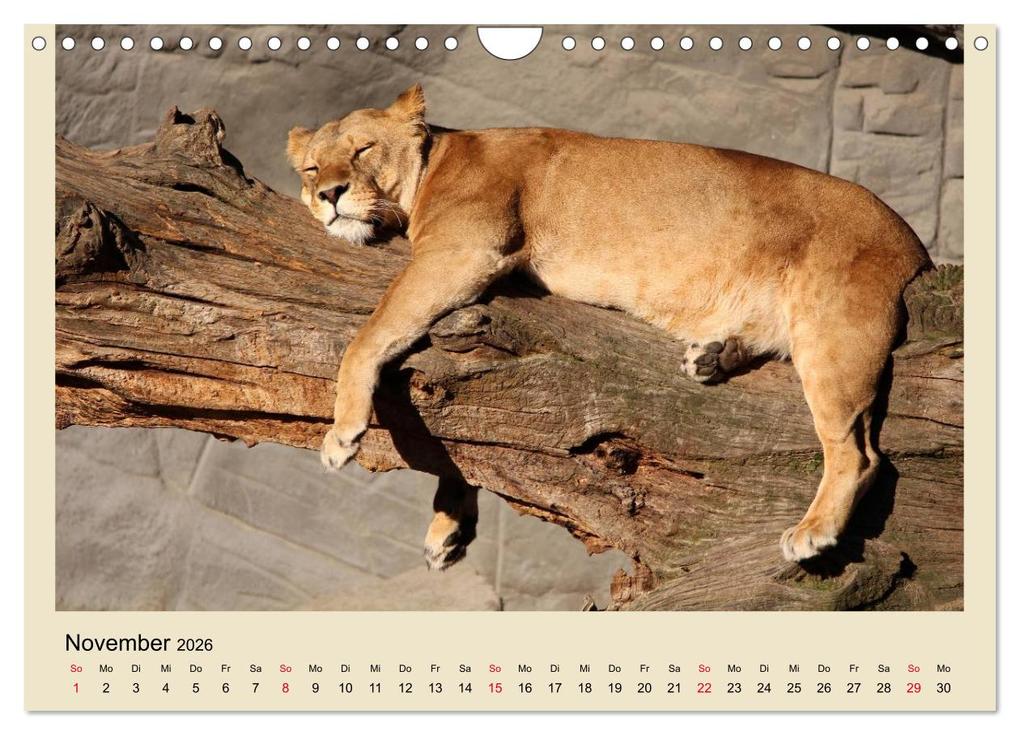Weitere Ansicht: Löwen im Tierpark Hagenbeck (Wandkalender 2026 DIN A4 quer), CALVENDO Monatskalender | Calvendo, Ramona Meißner