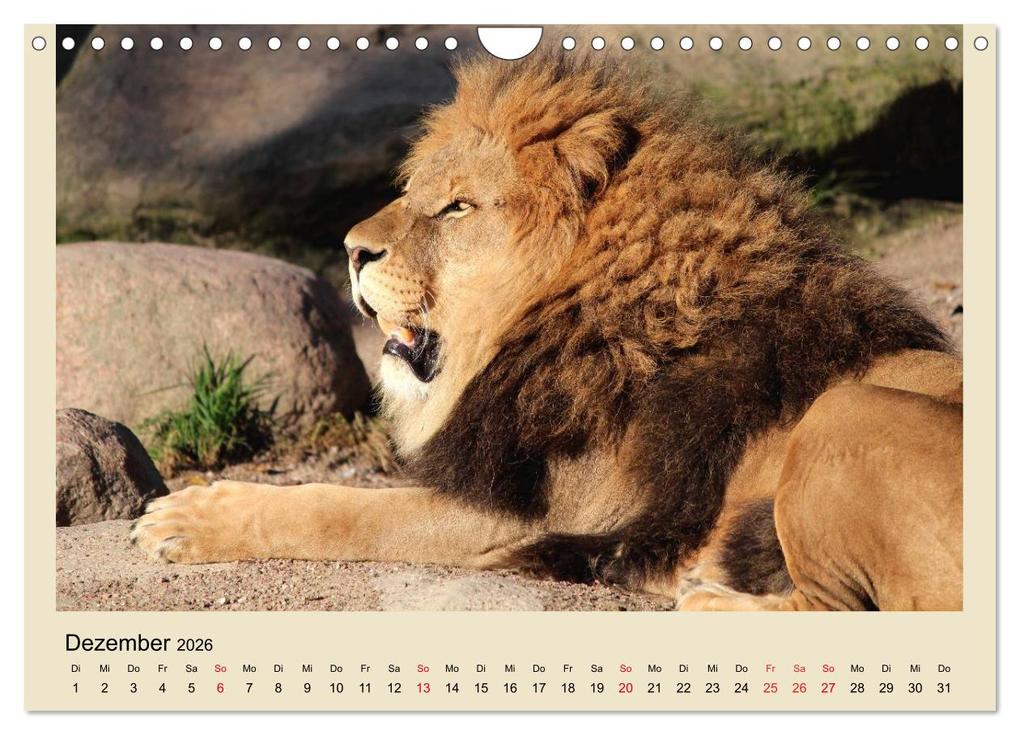 Weitere Ansicht: Löwen im Tierpark Hagenbeck (Wandkalender 2026 DIN A4 quer), CALVENDO Monatskalender | Calvendo, Ramona Meißner