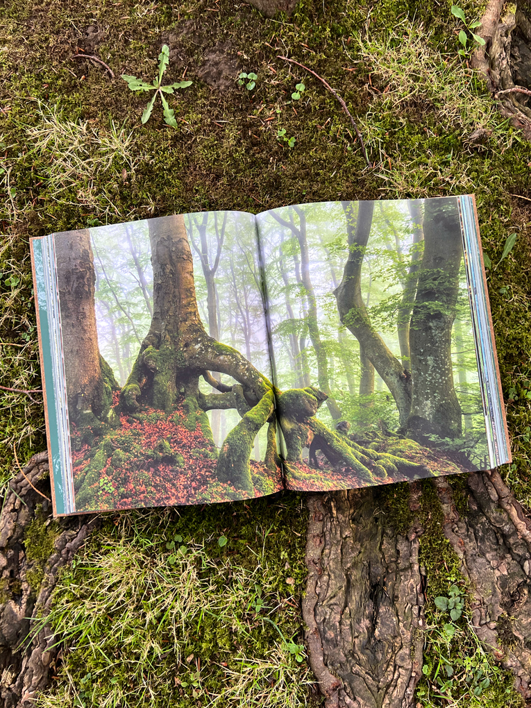 Weitere Ansicht: THE WOODS | Pia Franziska Kraus