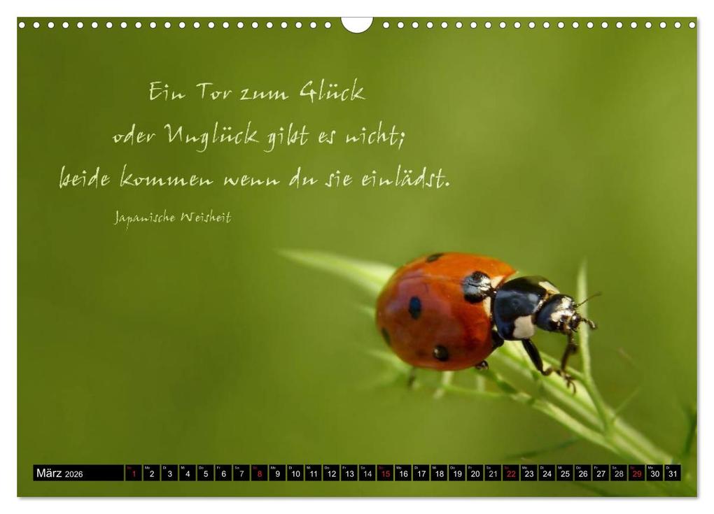 Weitere Ansicht: Das kleine, große Glück (Wandkalender 2026 DIN A3 quer), CALVENDO Monatskalender | Heike Hultsch, Calvendo