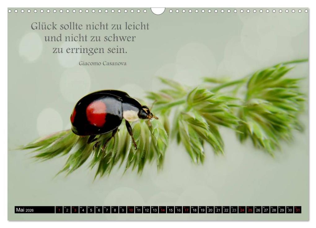 Weitere Ansicht: Das kleine, große Glück (Wandkalender 2026 DIN A3 quer), CALVENDO Monatskalender | Heike Hultsch, Calvendo