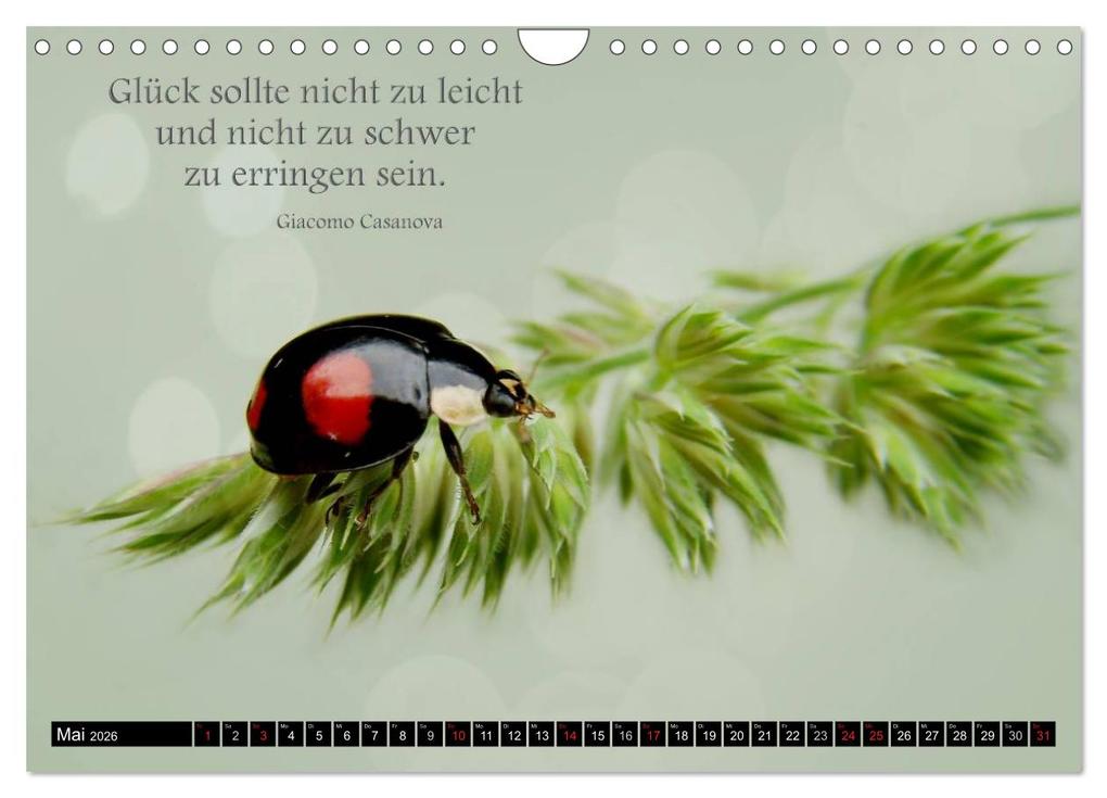 Weitere Ansicht: Das kleine, große Glück (Wandkalender 2026 DIN A4 quer), CALVENDO Monatskalender | Heike Hultsch, Calvendo