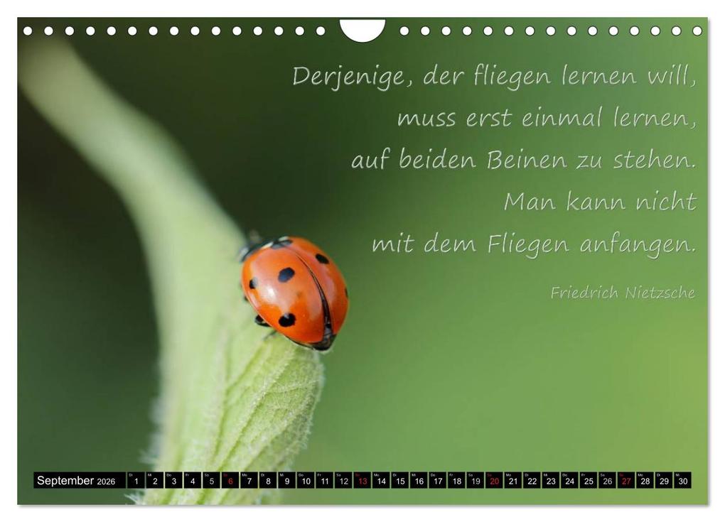 Weitere Ansicht: Das kleine, große Glück (Wandkalender 2026 DIN A4 quer), CALVENDO Monatskalender | Heike Hultsch, Calvendo