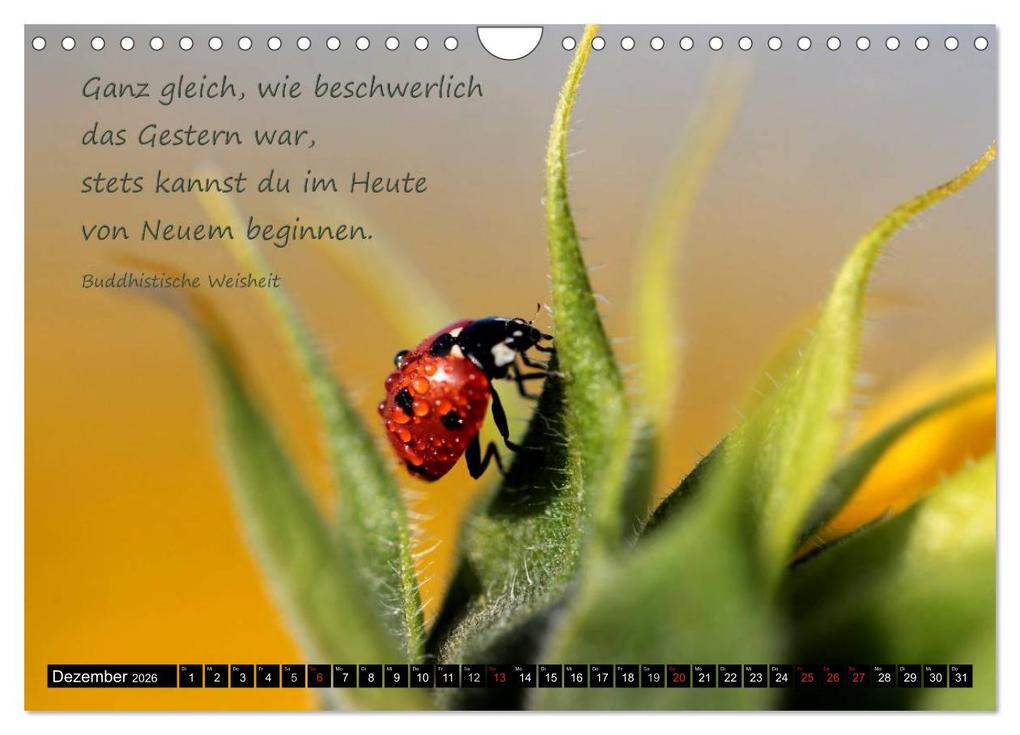 Weitere Ansicht: Das kleine, große Glück (Wandkalender 2026 DIN A4 quer), CALVENDO Monatskalender | Heike Hultsch, Calvendo