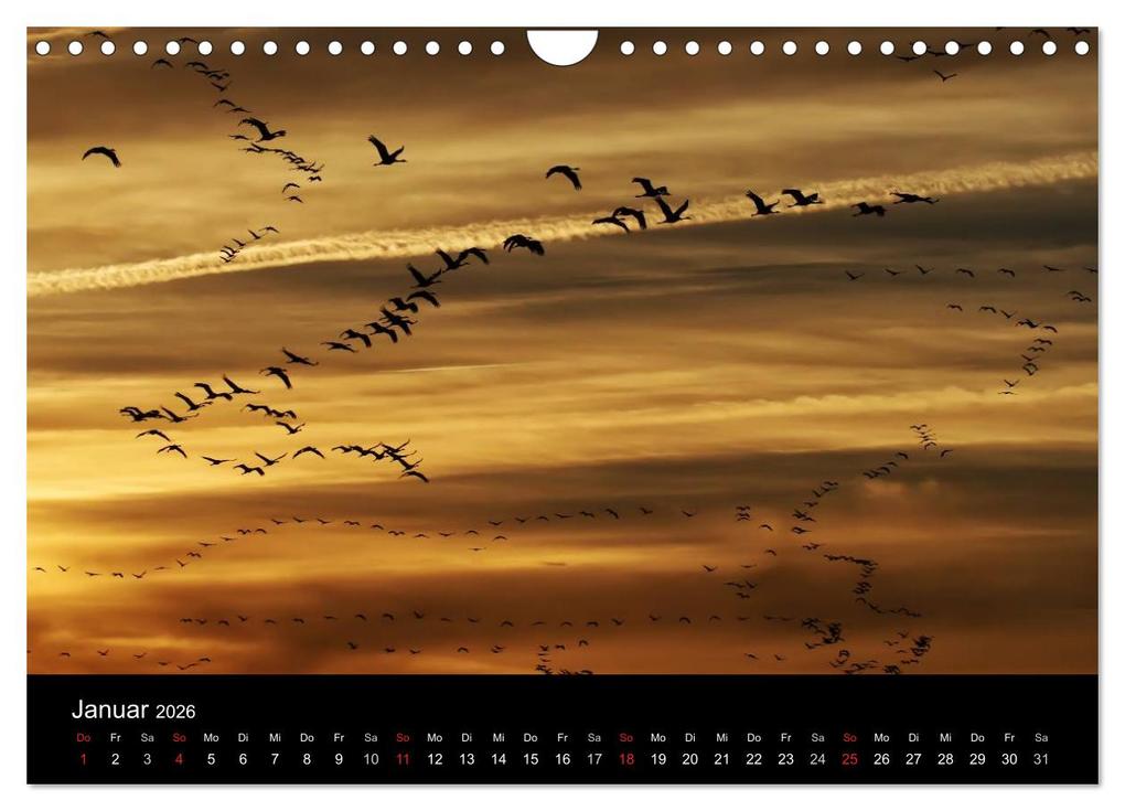 Weitere Ansicht: Kraniche (Wandkalender 2026 DIN A4 quer), CALVENDO Monatskalender | Martin Wenner, Calvendo