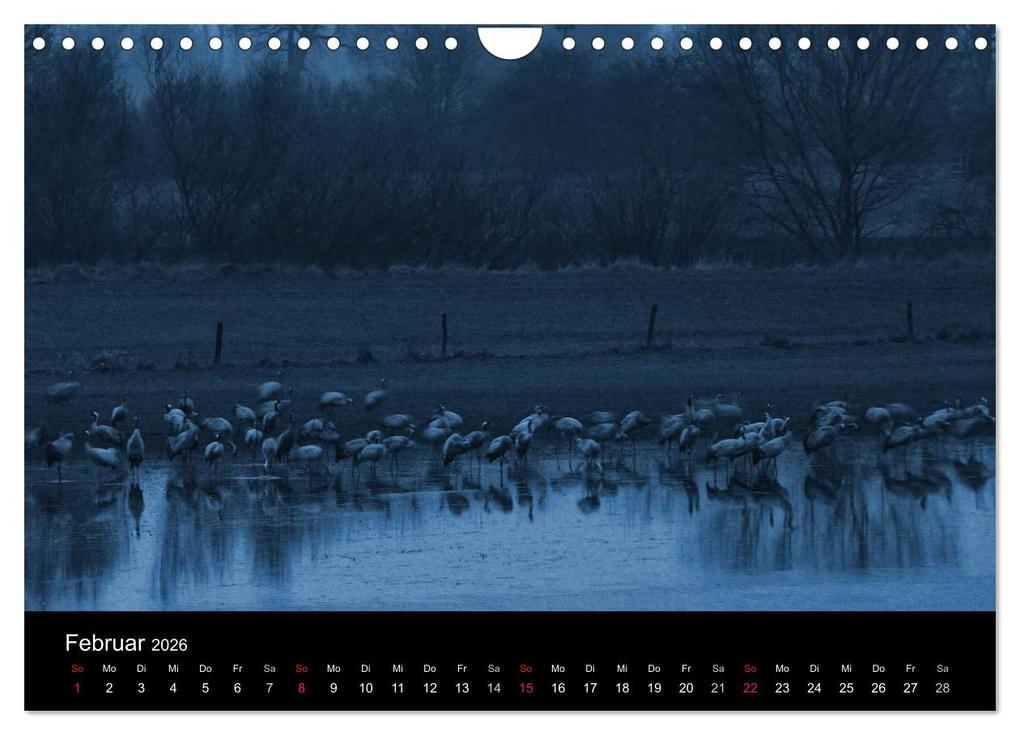 Weitere Ansicht: Kraniche (Wandkalender 2026 DIN A4 quer), CALVENDO Monatskalender | Martin Wenner, Calvendo