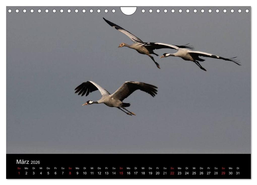 Weitere Ansicht: Kraniche (Wandkalender 2026 DIN A4 quer), CALVENDO Monatskalender | Martin Wenner, Calvendo