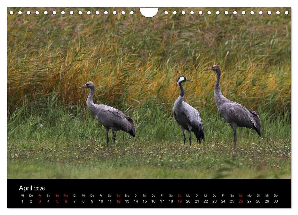 Weitere Ansicht: Kraniche (Wandkalender 2026 DIN A4 quer), CALVENDO Monatskalender | Martin Wenner, Calvendo