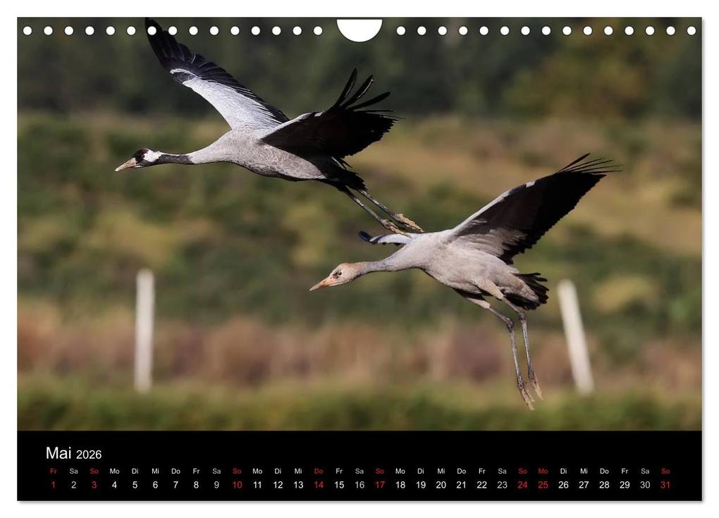 Weitere Ansicht: Kraniche (Wandkalender 2026 DIN A4 quer), CALVENDO Monatskalender | Martin Wenner, Calvendo