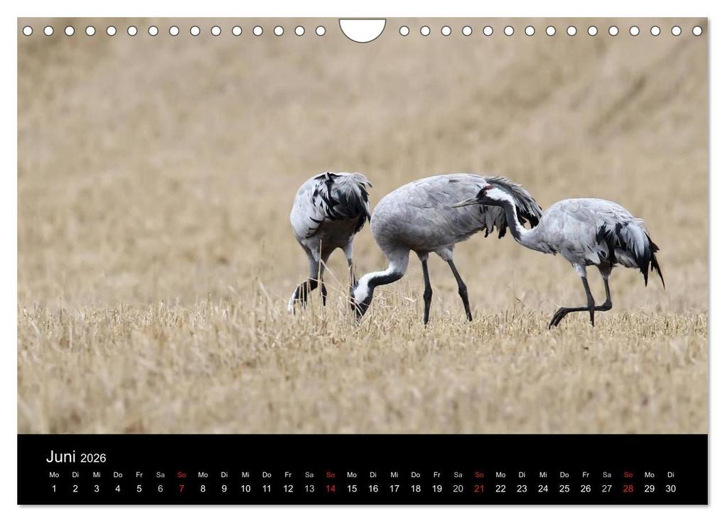 Weitere Ansicht: Kraniche (Wandkalender 2026 DIN A4 quer), CALVENDO Monatskalender | Martin Wenner, Calvendo