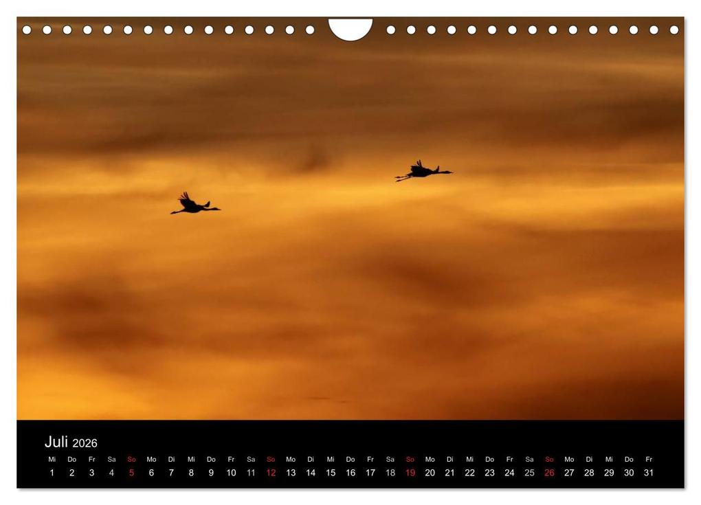 Weitere Ansicht: Kraniche (Wandkalender 2026 DIN A4 quer), CALVENDO Monatskalender | Martin Wenner, Calvendo